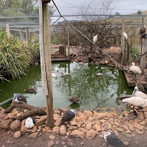 Wetland Aviary