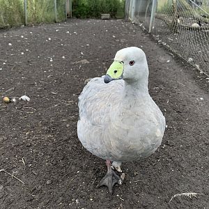 Cape Barren Goose
