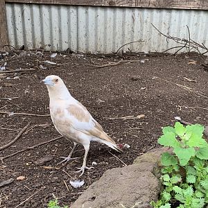 Leucistic Magpie