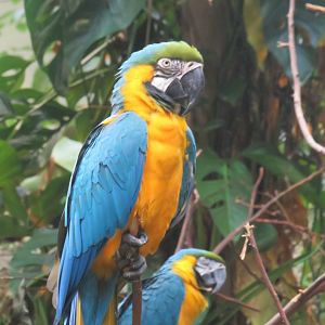 Blue-and-yellow macaws