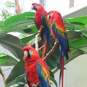 Scarlet macaws