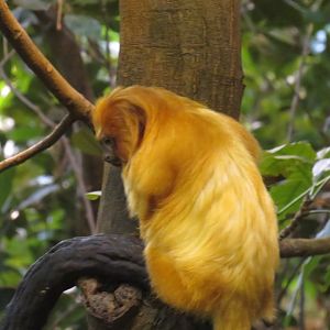 Golden lion tamarin