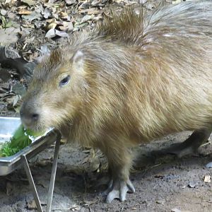 Capybara