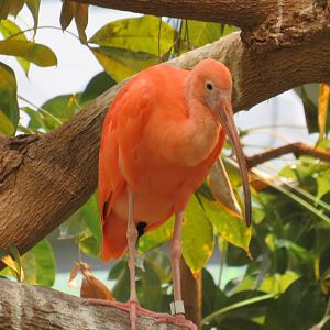 Scarlet ibis