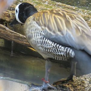 White-faced whistling duck