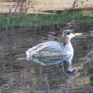 Red-necked grebe