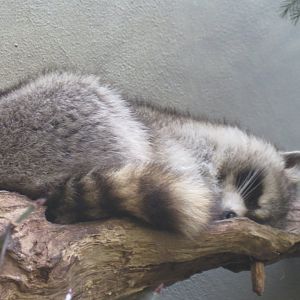 Raccoon