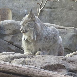 Canada lynx