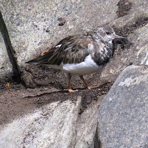 Ruddy turnstone