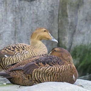 Female common eiders