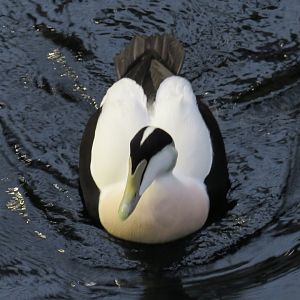 Male common eider