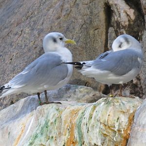 Black-legged kittiwakes
