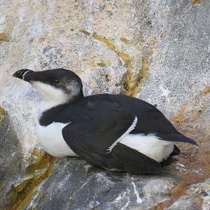 Razorbill