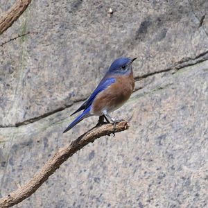 Eastern bluebird