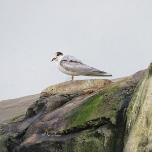 Common tern