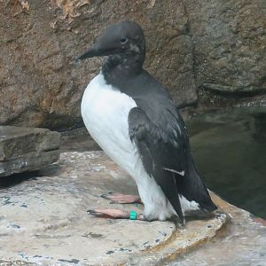 Common murre
