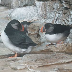 Atlantic puffins
