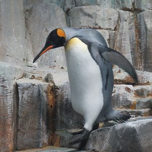 King penguin