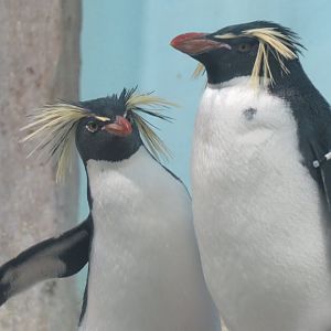 Northern rockhopper penguins