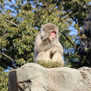 Japanese Macaque (Shimokita Peninsula population)