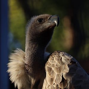 White-backed Vulture