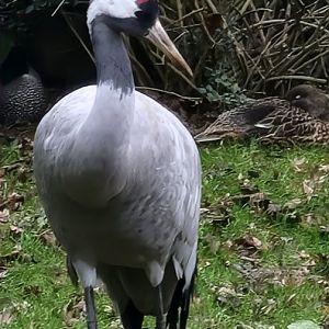 Common Crane