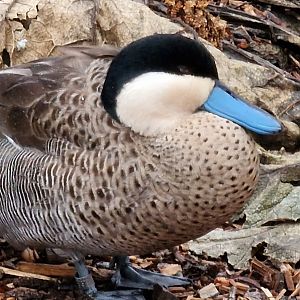 Puna teal