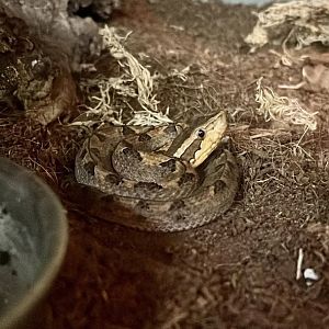Bothrops Viper (Bothrops alternatus)
