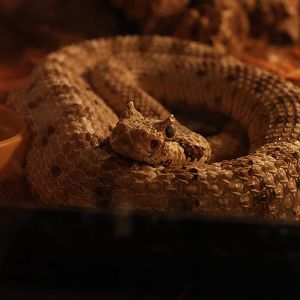 Sidewinder (Crotalus cerastes)