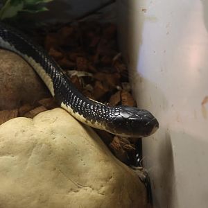 White & Black Spitting Cobra (Naja siamensis)