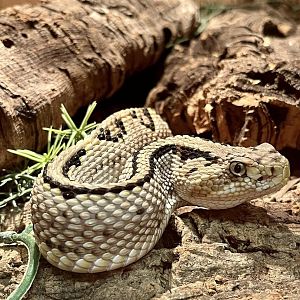 Neotropical Viper