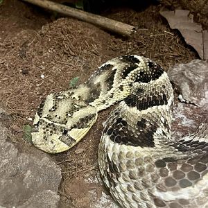 Puff Adder (Bitis arietans)