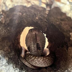 Spectacled Cobra (Naja naja)