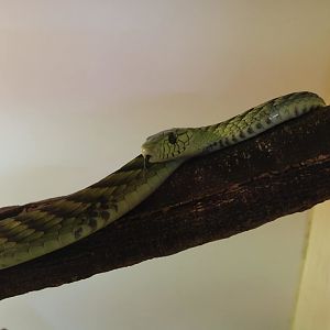 Western Green Mamba (Dendroaspis viridis)