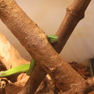 Eastern Green Mamba (Dendroaspis angusticeps)