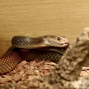 Papuan Taipan (Oxyuranus scutellatus)