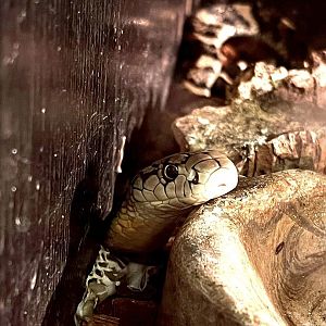 Indonesian King Cobra (Ophiophagus hannah)
