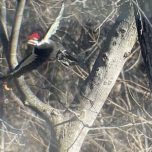 Pileated Woodpecker