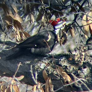 Pileated woodpecker