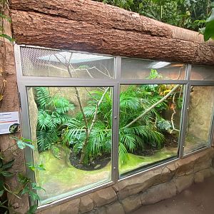 Tropical Trails- Panther chameleon exhibit 161222