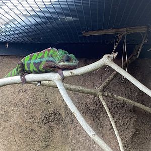 Tropical Trails - Panther chameleon 161222