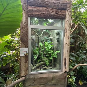 Tropical Trails - Golden poison frog exhibit 161222