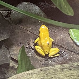Tropical Trails - Golden poison frog 161222