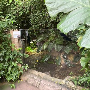 Tropical Trails - Indochinese box turtle exhibit 161222