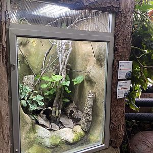 Tropical Trails - frog exhibit 161222