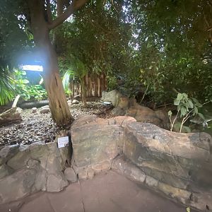 Tropical Trails - Red-footed tortoise exhibit 161222