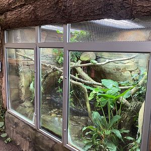 Tropical Trails - Fea’s treefrog exhibit 161222