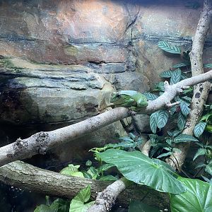 Tropical Trails - Fea’s treefrog exhibit 161222