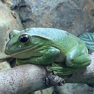 Tropical Trails - Fea’s treefrog 161222