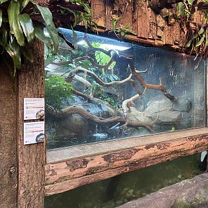 Tropical Trails - Caiman lizard and Yellow-spotted Amazon river turtle exhibit 161222